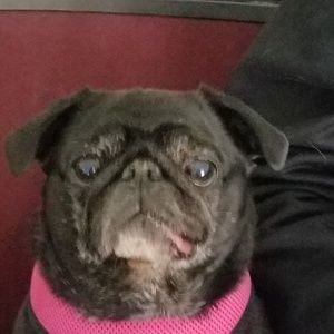 Meet your Posher, Tom